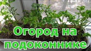 Огород на подоконнике  Посадка осенью и выращивание петрушки дома