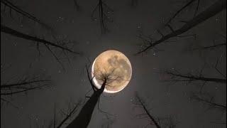 1 Full Hour of Ominous Moonlight Music Moving Trees & Nighttime Ponder