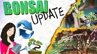 GROWING BONSAI! - Progression & Updates