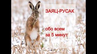 ЗАЯЦ-РУСАК (Lepus europaeus). Энциклопедия дикой природы