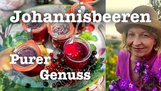 #48 Johannisbeeren für den Vorrat  Vier Beerenstarke Rezepte   aus dem Selbstversorger Garten