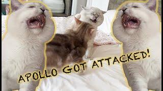 A huge CAT FIGHTING! Apollo ATTACKED BY Hannah AND Elizabeth!