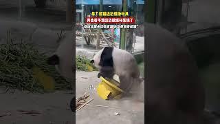 #熊猫暴力熊猫迈迈强拆玩具 心疼玩具！#interesting#趣闻