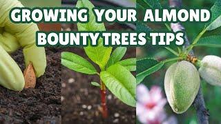 Growing Your  Almond Bounty Trees Tips : A Guide to Seeding Almond Trees at Home