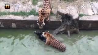 Live donkey being fed to tigers in zoo