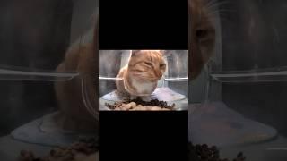 Orange cat behavior  #shortvideo #animals #orangecat #shorts #cute