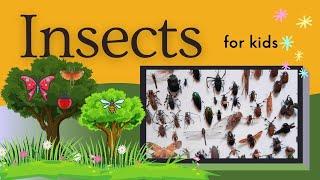 INSECTS for kids | Learn Insects NAMES and FACTS for kids | English Vocabulary  for children