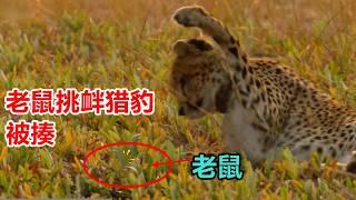 【动物科普 | 搞笑】鼠道之难！#动物世界搞笑解说 #猎豹