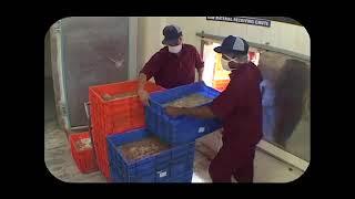 NETFISH Documentary- Hygienic Handling of fishes in harbours Part 2