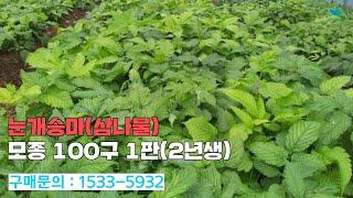 [신바람 플랜트 협력농가 판매상품  (나무장터.com)]눈개승마(삼나물) 모종 100구 1판(2년생)