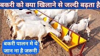 बकरी को क्या खिलाने से जल्दी बढ़ता है | Bakri ko badhane ka tarika |Bakri ko kya khilana chahiye