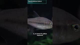 Kyburz-Salmler - Pseudochalceus kyburzi  #zoobox