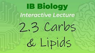 IB Biology 2.3 - Carbohydrates and Lipids - Interactive Lecture