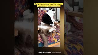 Шо происходит?#кот #коты #котик #котики #отношения #мужижена #прикол #приколы #смешно #смешное #мы