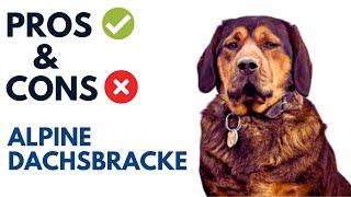 Alpine Dachsbracke Pros and Cons | Alpine Dachsbracke Advantages and Disadvantages