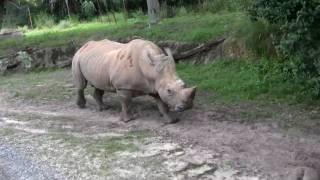 White Rhino at Disney's Animal Kingdom