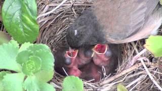 Little Baby Oregon Junco Birds Just Hatched