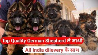 ₹2000 German Shepherd Dog Puppies Available For Sale in Delhi | Long Coat | Gsd Puppy For sale