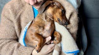 Early morning snuggles with a mini dachshund