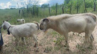 05 - goat savanna adaptation semiarid climate of Brazil (bode savana no sertão nordestino).