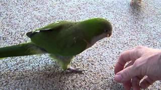 Baby Lovebird Playing Birdie Games with Quaker Parrot