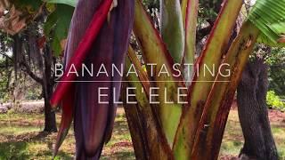 Florida Grown Ele'Ele (Hawaiian Black) Banana Tasting