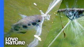 How The Archerfish Guns Down Spiders With Spit