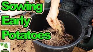 How To Grow First Early Potatoes In Containers (2018) (Best Crops Ever)