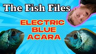 Fish-File: Electric Blue Acara