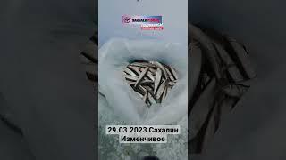 Рыболовные туры на острове Сахалин. Телефон/whatsapp: +7 (900) 662-77-77 (Виталий) #сахалин