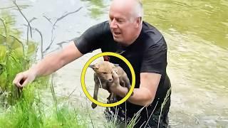 The kind man saved the drowning fox and then it did something unexpected.