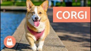 Cardigan Welsh Corgi vs Pembroke Welsh Corgi