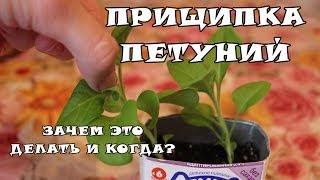 Как правильно прищипывать петунию