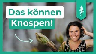 5 Knospen, die Du kennen solltest! | Schlafprobleme | Müdigkeit| Ruby Nagel