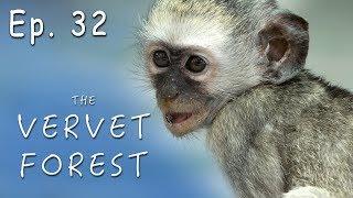 Jealous Alpha Female Steals Baby Monkey From Foster Mom - Vervet Forest - Ep. 32