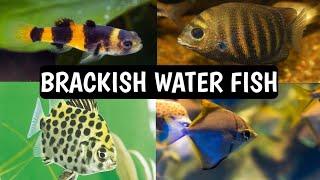 Types of brackish water fish | Brackish water aquarium | Brackish water fish .