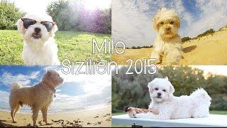 Milo the Havanese - Sicily 2015