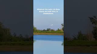 A Meditative Flight: A Bird's Serene Journey over a Calm Lake