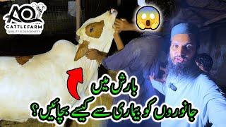 How to Protect Animals from Diseases in Heavy Rainings? AQ Cattle Farm (Urdu)