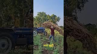 मका कडबा कुट्टी | Chaff Cutter Kutti | चारा व्यवस्थापन | Fodder Management #farming #farmer #shorts