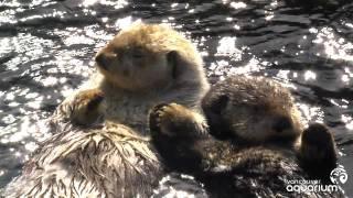 Sea Otters Milo and Tanu Holding Paws