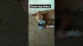 Shera Pani pee raha hai. mini vlog street dog Shera. please like and subscribe. #shorts