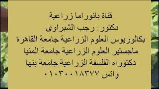 تحسين جودة وانتاجية القرعيات( القرع العسلى الشمام البطيخ) عن طريق عملية قص القمة النامية ( الاخصاء)