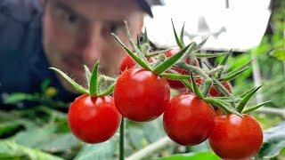 RESULTS! —  Hydroponic tomatoes: How to grow tomatoes forever..ish. Or for a really long time.