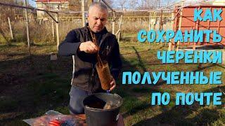 Как сохранить черенки полученные по почте.