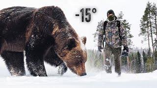 3 DAYS with BROWN BEARS in the snow