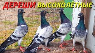 Голуби ДЕРЕШИ СТАНДАРТ и Происхождение Венгерского Высоколётного голубя Дереша / pigeon pigeons