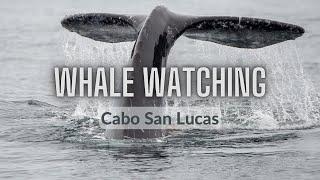 Whale watching in Cabo San Lucas Mexico