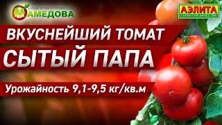 Вкуснейший Томат СЫТЫЙ ПАПА. Урожайность 9,1-9,5 кг/кв.м.