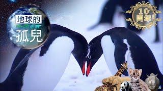 地球的孤兒 ~南極(上)崩壞的南極 Orphans of the Earth／Antarctica: Life on a Melting Continent 【全集】｜白心儀